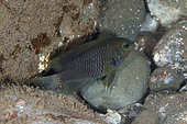 Indonesian Damselfish (Pomacentrus melanochir), Seraya dive site, Seraya, Bali, Karangasem, Indonesia