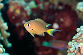 Juvenile Darkfin Chromis (Chromis atripes), Lava Flow dive site, Gunung Api, near Banda Neira, Maluku, Indonesia