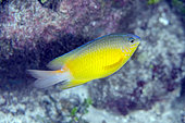 Moluccan Damsel (Pomacentrus simsiang), Mangrove Ridge dive site, Yanggefo Island, Dampier Strait, Raja Ampat, West Papua, Indonesia