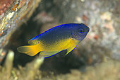 Goldbelly Damselfish (Pomacentrus auriventris), Amed, Karangasem, Indonesia
