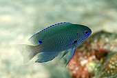 Nagasaki Damselfish (Pomacentrus nagasakiensis), Melissa's Garden, Penemu Island, Raja Ampat, West Papua, Indonesia