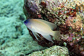 Blue-spotted Damselfish (Pomacentrus azuremaculatus), Too Many Fish dive ait, Pulau Koon, Raja Ampat, West Papua, Indonesia