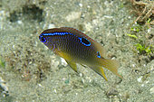 Juvenile Onespot Damselfish (Chrysiptera unimaculata), Ambon Bay, Ambon, Maluku, Indonesia