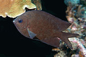 Spiny Chromis (Acanthochromis polyacanthus), Sachiko Point dive site, Manado, Sulawesi, Indonesia