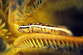 Oneline Clingfish (Discotrema monogarammum), in Crinoid (Comatulida Order), Tanjung Pisok dive site, Manado, Sulawesi, Indonesia