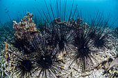 Oursins-diadèmes à anneau orange (Diadema setosum) , détroit de Lembeh, Indonésie