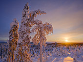 Sunrise over Boreal forest or Taiga at Mt. Konttainen during winter in the nature reserve Valtavaara-Pyhaevaara near Ruka in Lapland. Europe, Northern Europe, Finland, Scandinavia