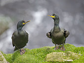 European Shag or Common Shag (Gulosus aristotelis, syn. Phalacrocorax aristotelis) in a colony on the island of Foula (Important Bird Area). Europe, Great Britain, Scotland, Northern Isles, Shetland