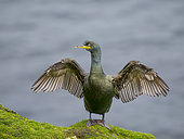 European Shag or Common Shag (Gulosus aristotelis, syn. Phalacrocorax aristotelis) drying wings in a colony on the island of Foula (Important Bird Area). Europe, Great Britain, Scotland, Northern Isles, Shetland