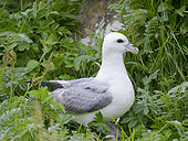 Northern Fulmar or Arctic fulmar (Fulmarus glacialis) on the island of Foula (Important Bird Area). Europe, Great Britain, Scotland, Northern Isles, Shetland