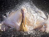 Great white pelican (Pelecanus onocrotalus) bathing and flapping wings in Hellabrunn Zoo. Europe, Germany, Munich