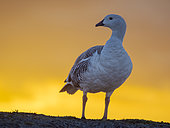 Upland goose or Magellan goose (Chloephaga picta leucoptera), male, on the Falkland Islands. South America, Falkland Islands, Volunteer Point