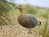Upland goose or Magellan goose (Chloephaga picta leucoptera), female, on Sea Lion Island. South America, Falkland Islands