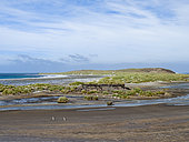 Landscape with Gentoo Penguins (Pygoscelis papua) on Sea Lion Island. South America, Falkland Islands, Sea Lion Island