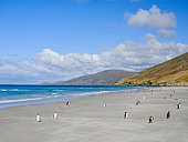 Landscape with Gentoo Penguins (Pygoscelis papua) at the Neck. South America, Falkland Islands, Saudners Island
