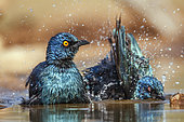 Two Cape Glossy Starling (Lamprotornis nitens) bathing and shaking in waterhole in Greater Kruger National park, South Africa