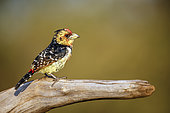 Crested Barbet (Trachyphonus vaillantii) standing on a log isolated in natural background in Greater Kruger National park, South Africa