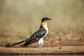 Great Spotted Cuckoo (Clamator glandarius) standing side view ground level in Greater Kruger National park, South Africa