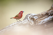 Jameson Firefinch (Lagonosticta rhodopareia) male standing on a log in Greater Kruger National park, South Africa