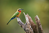 White fronted Bee eater (Merops bullockoides) standing on a log isolated in natural background in Greater Kruger National park, South Africa