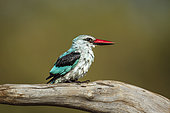 Woodland kingfisher (Halcyon senegalensis) standing on a log after bath in Greater Kruger National park, South Africa