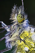 Detail of the orange tip butterfly (Anthocharis cardamines) in the morning with dew - Prairies du Fouzon - France