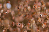 Daphnia on a dead leaf in a pond - prairies du Fouzon - France