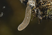Lke flies eggs - in a pond - city of Couffy - France