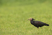 Bald Ibis (Geronticus eremita) catching Field crickets (Gryllus campestris) in a meadow, Alsace, France