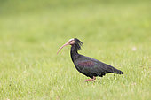 Bald Ibis (Geronticus eremita) feeding in a meadow, Alsace, France