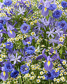 Summer flower mix