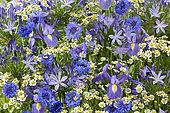 Summer flower mix