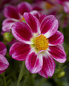 Dahlia Summer Bees