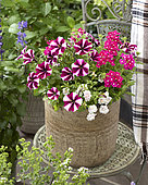 Summer bloomers in pot
