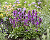 Stachys officinalis Summer Grapes