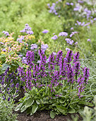 Stachys officinalis Summer Grapes