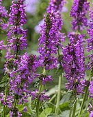 Stachys officinalis Summer Grapes