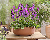Stachys officinalis Summer Grapes