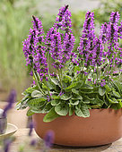 Stachys officinalis Summer Grapes