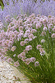 Allium Summer Beauty