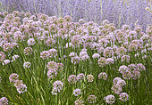 Ornamental onion, Allium Summer Beauty