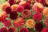Dahlia Indian Summer mix