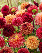 Dahlia Indian Summer mix