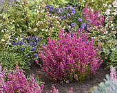 Erica gracilis