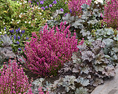 Erica gracilis, Heuchera Palace Purple