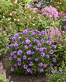 Aster purple