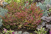 Heavenly bamboo, Nandina domestica Obsessed