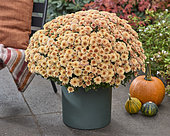 Chrysanthemum Branpetit Apricot