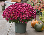 Chrysanthemum Branpetit Purple