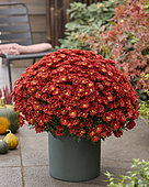 Chrysanthemum Branpetit Brown